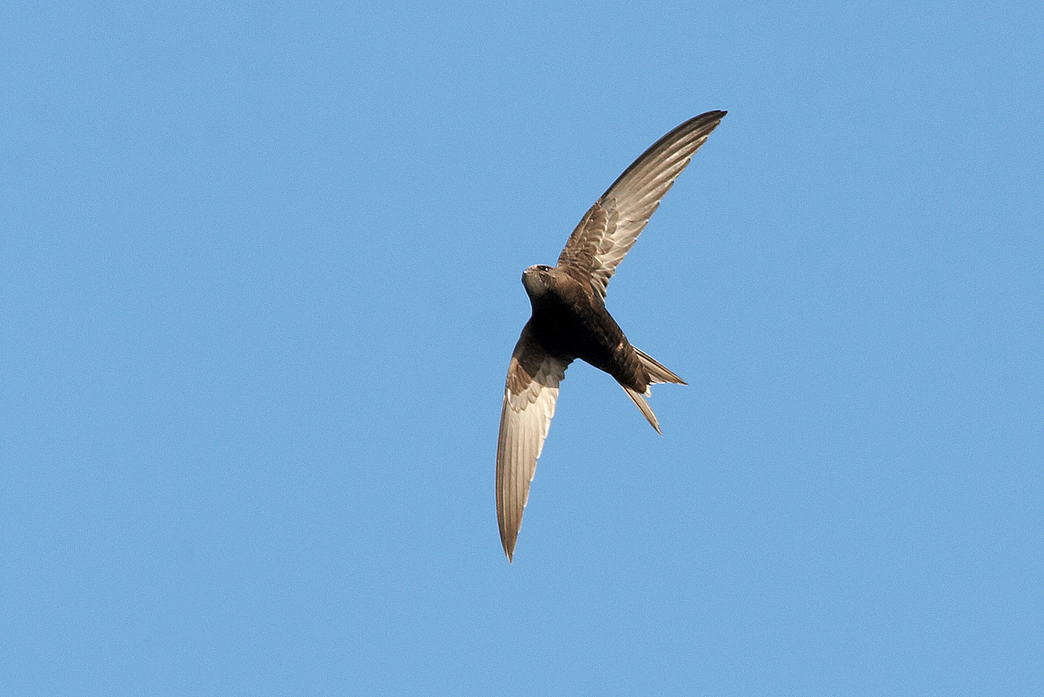 How to identify swifts, swallows, sand martins and house martins The